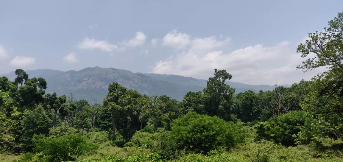 Photo of Bandipur By pallavi tadas