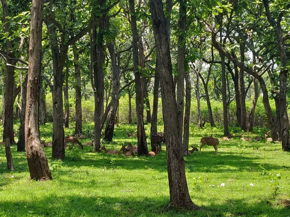 Photo of Bandipur By pallavi tadas
