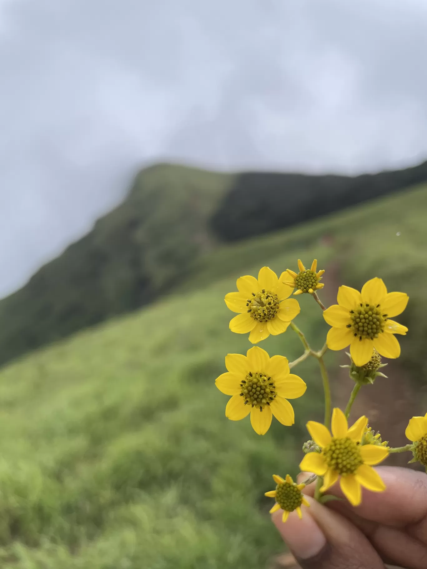 Photo of Kudurekuha By Dikshita Shetty