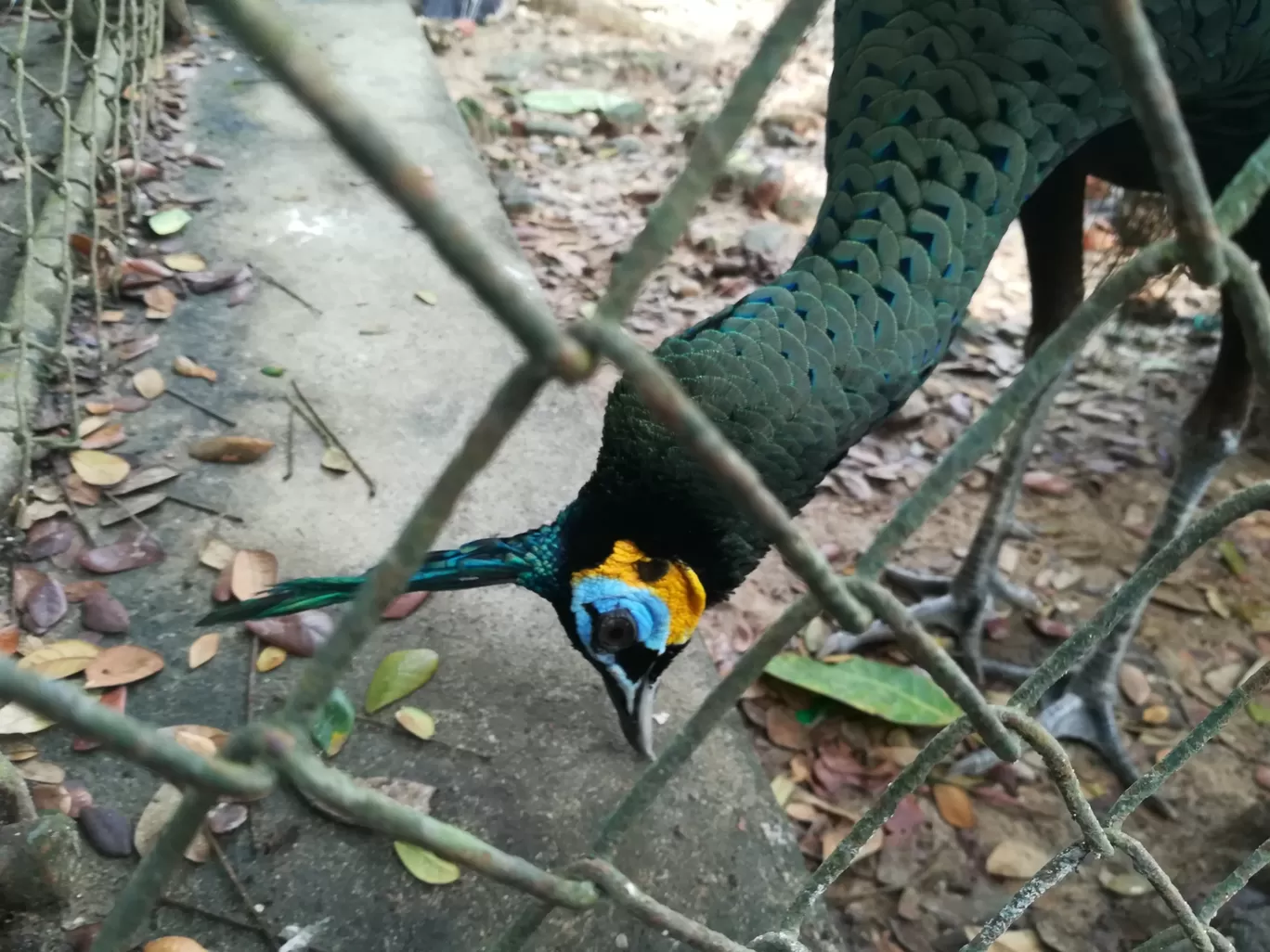 Photo of Yangon Zoological Garden By Ching Khan Nuam