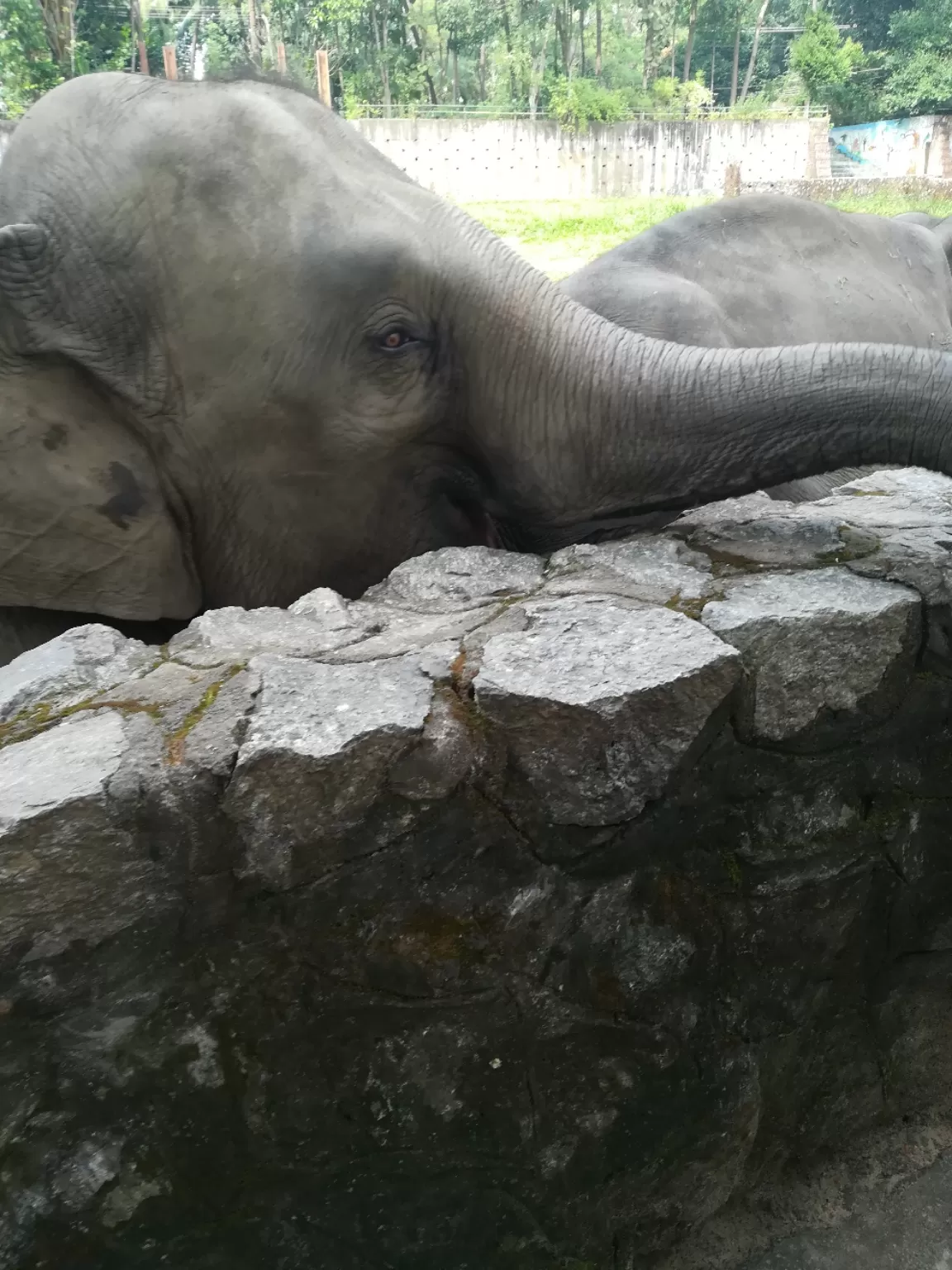 Photo of Yangon Zoological Garden By Ching Khan Nuam