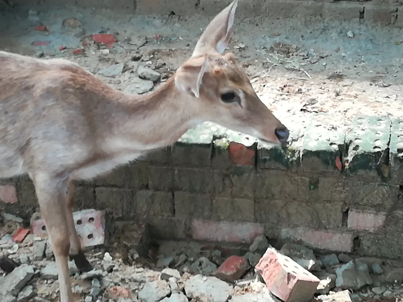 Photo of Yangon Zoological Garden By Ching Khan Nuam