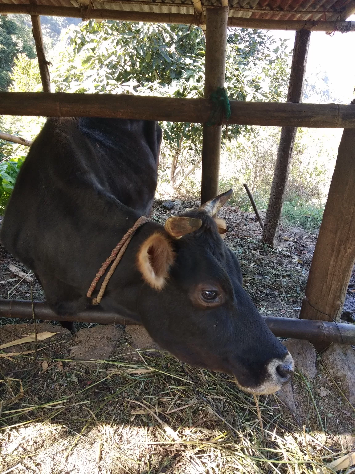 Photo of Rodhighar Homestay By Maumita Bhattacharjee