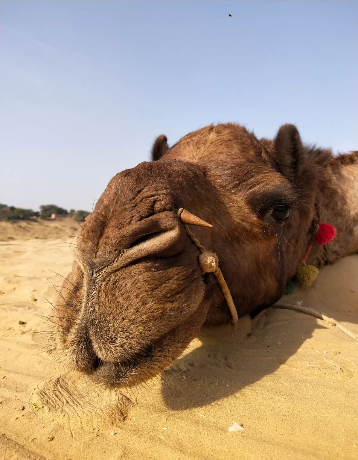Photo of Pushkar By ReelOfWorld