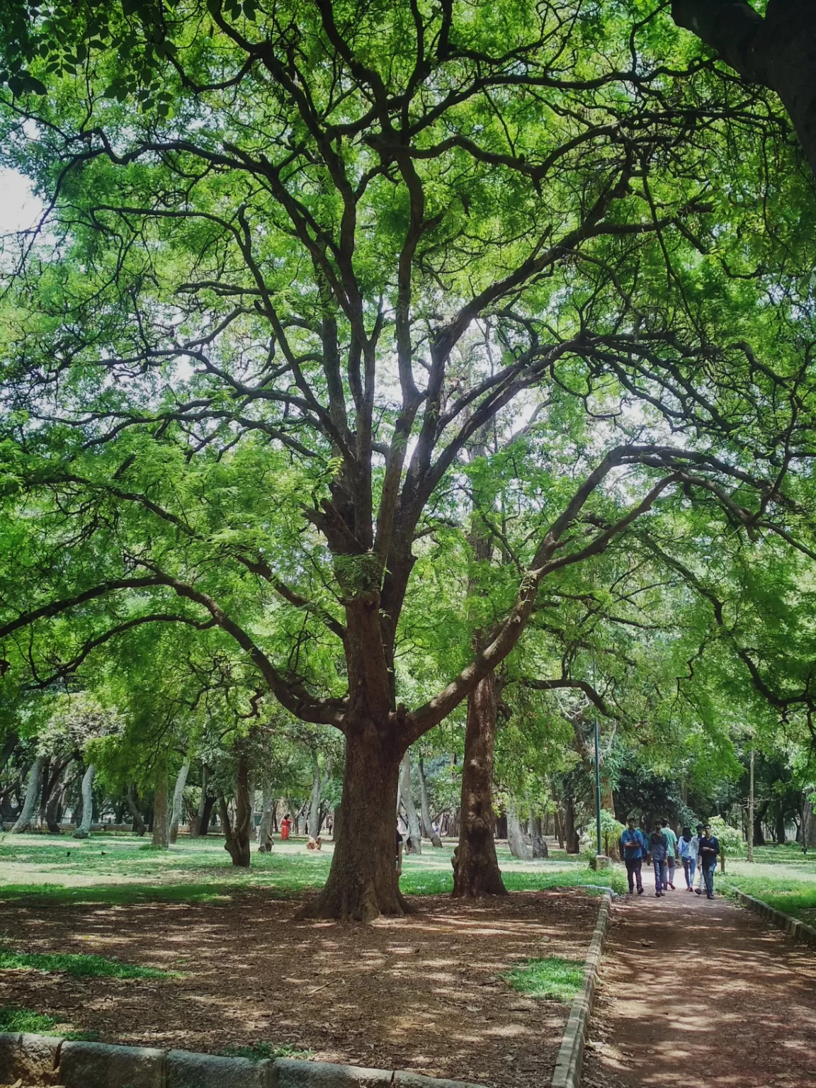 Photo of Lalbagh Botanical Garden By Smash