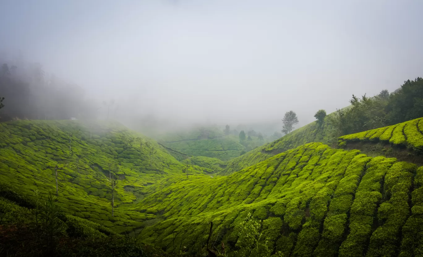 Photo of Munnar By Rishab Tripathy