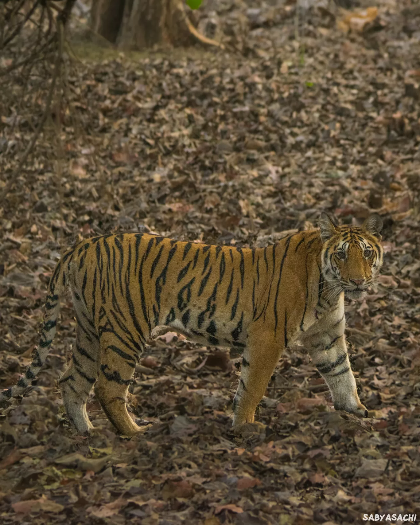 Photo of Pench National Park By Sabyasachi Sanyal