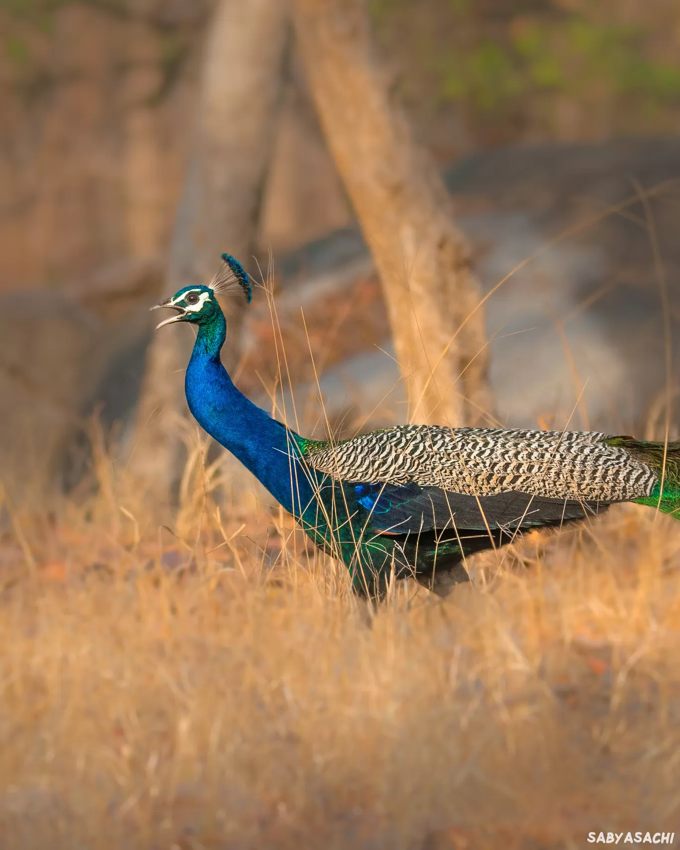 Photo of Pench National Park By Sabyasachi Sanyal