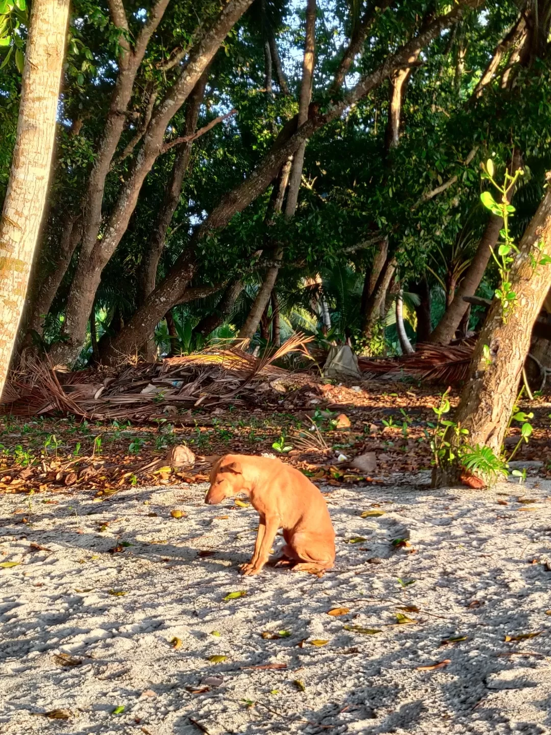 Photo of Havelock Island By Soumita Das