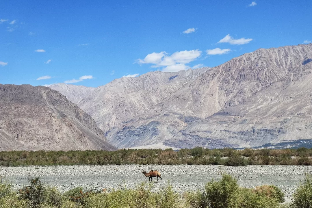 Photo of Pangong Lake By Soumita Das