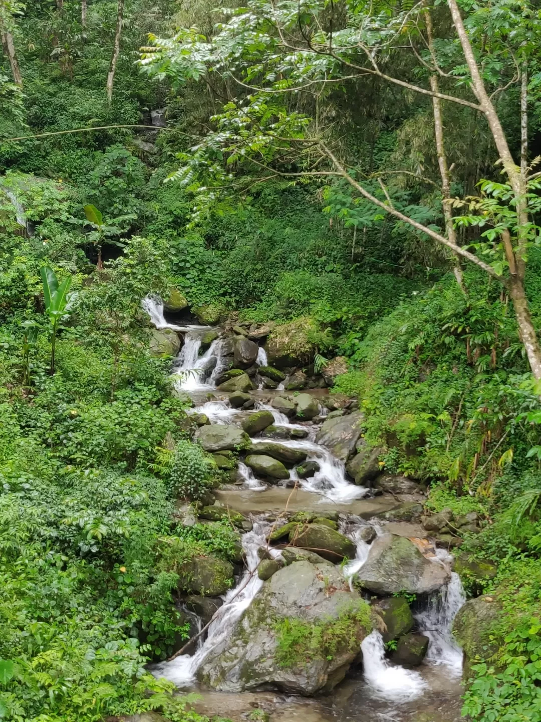 Photo of Lingtam By Soumita Das