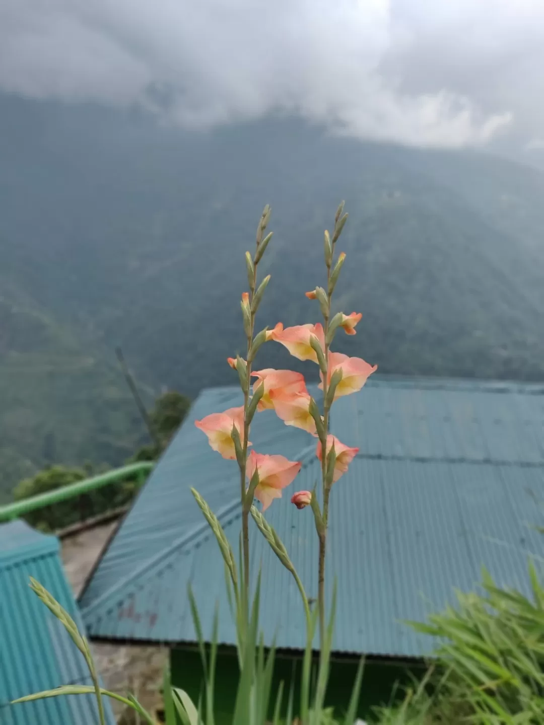 Photo of Lingtam By Soumita Das