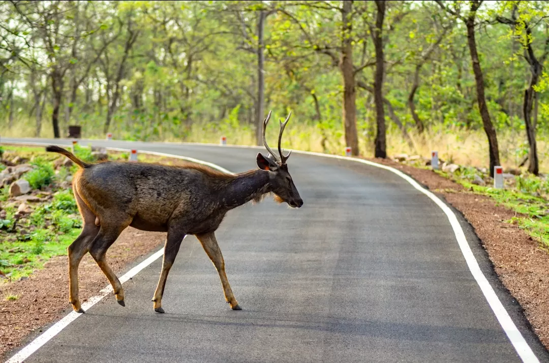 Photo of Tadoba National Park By NaughtyandCurly