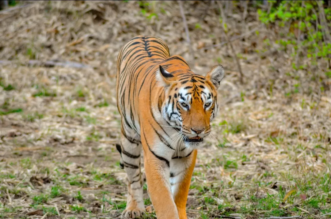 Photo of Tadoba National Park By NaughtyandCurly