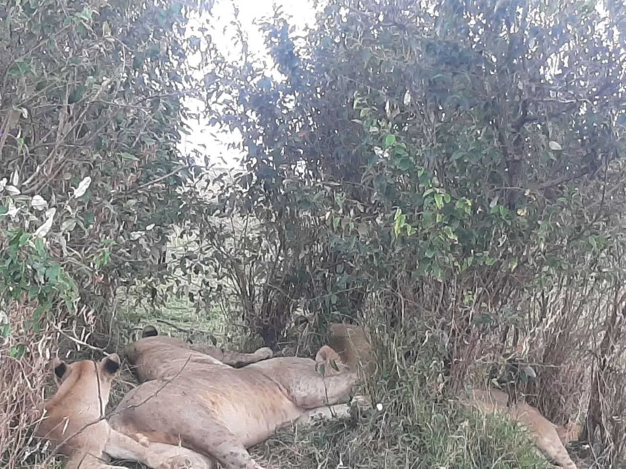 Photo of Maasai Mara National Reserve By Drones Africa Safaris