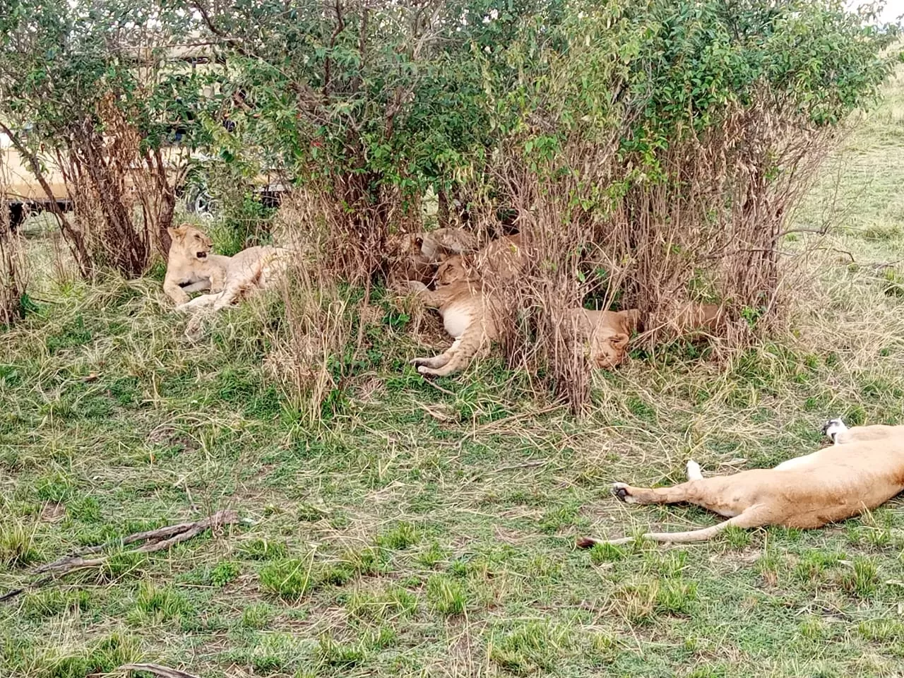 Photo of Maasai Mara National Reserve By Drones Africa Safaris