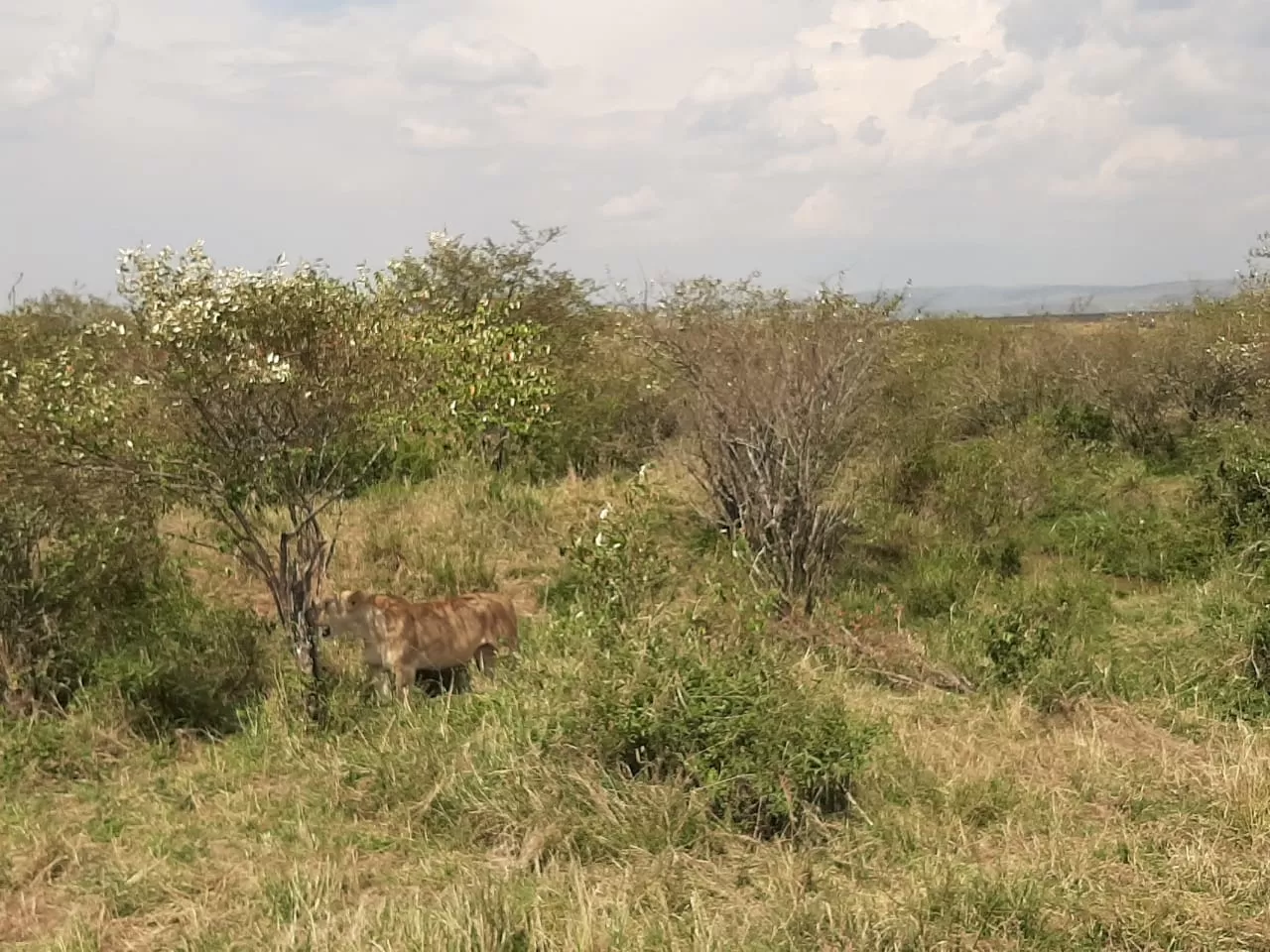 Photo of Maasai Mara National Reserve By Drones Africa Safaris