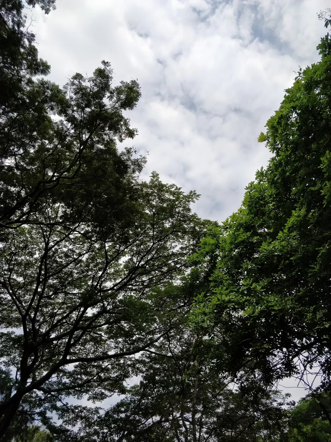 Photo of Cubbon Park By Sravankumar Ravi