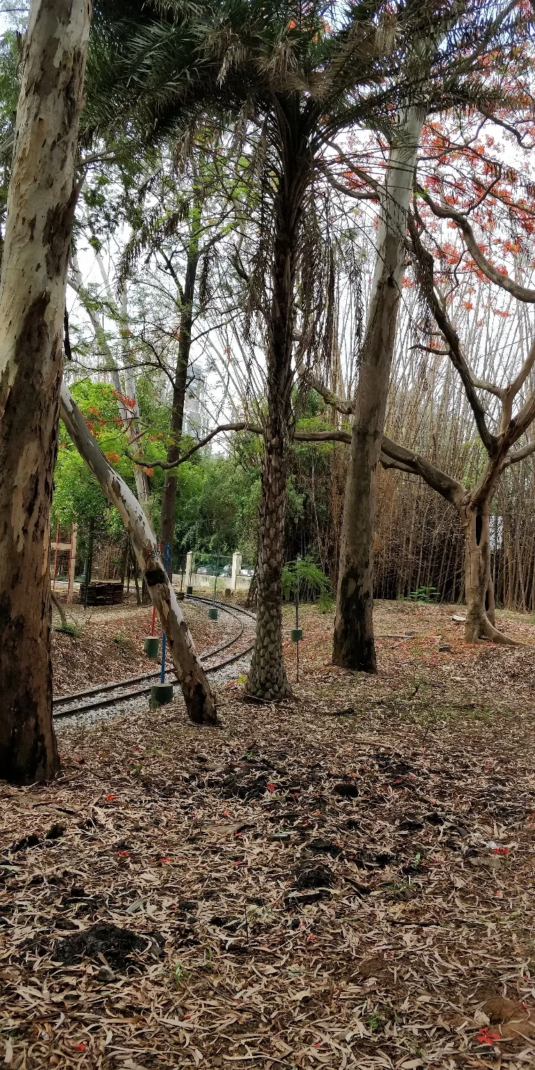 Photo of Cubbon Park By Sravankumar Ravi