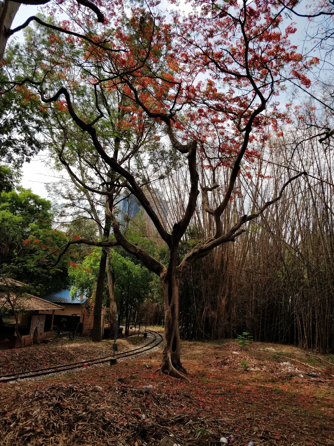 Photo of Cubbon Park By Sravankumar Ravi