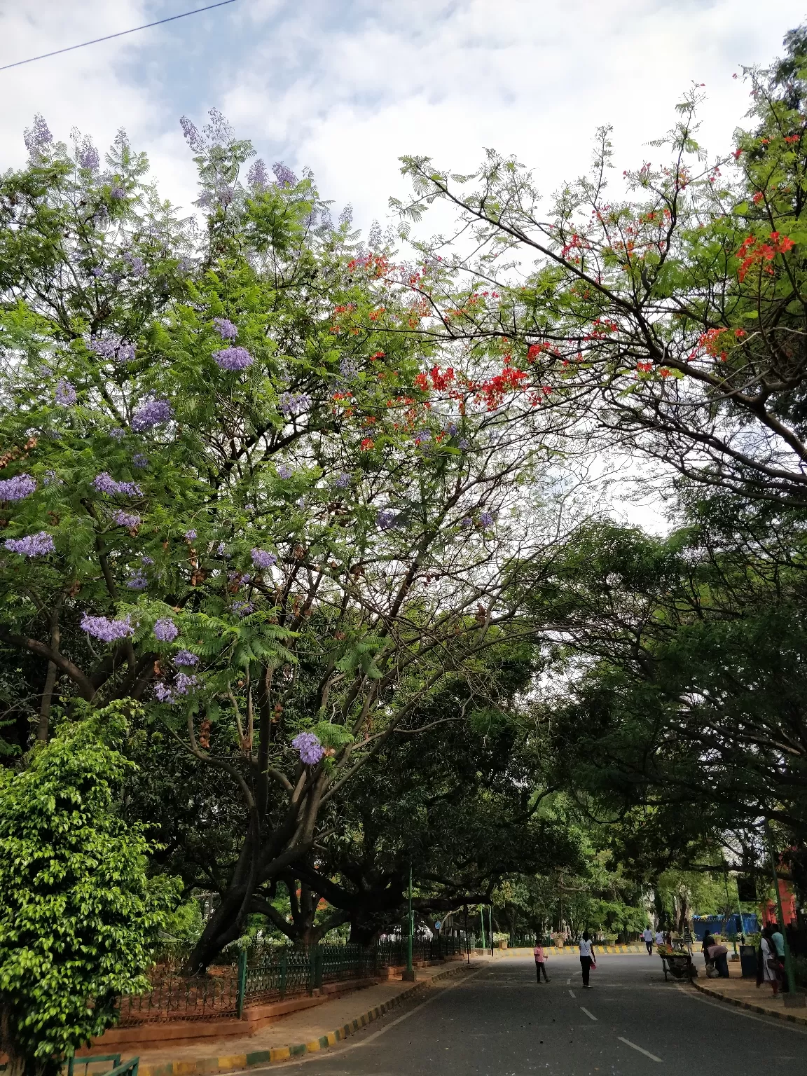 Photo of Cubbon Park By Sravankumar Ravi