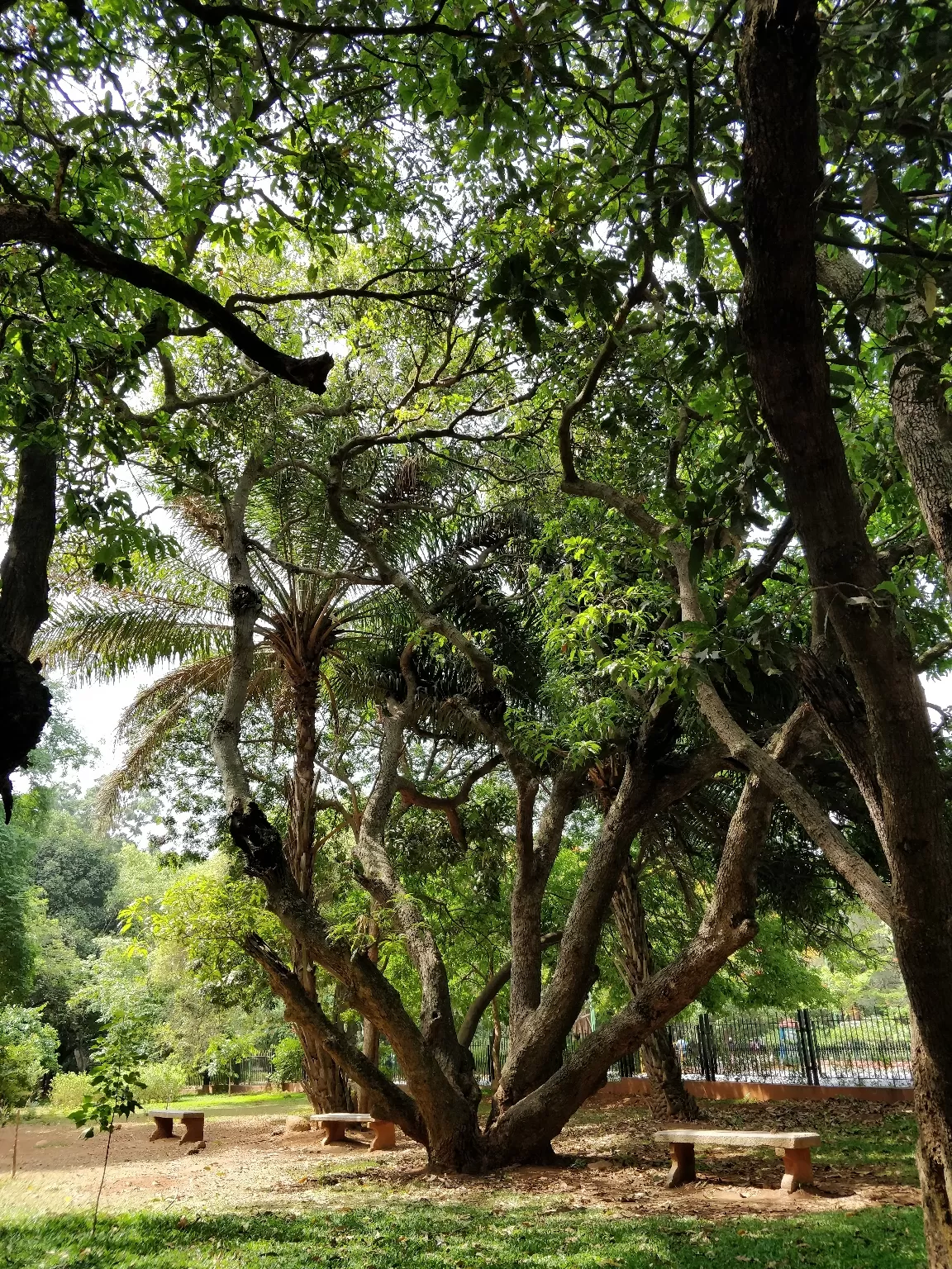 Photo of Cubbon Park By Sravankumar Ravi