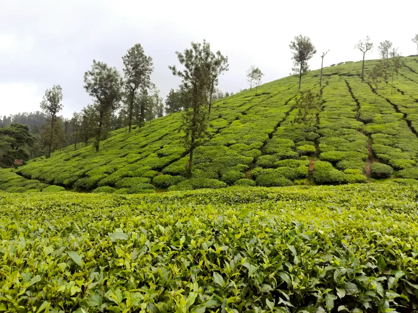 Photo of Chikmagalur By Avinash gowda