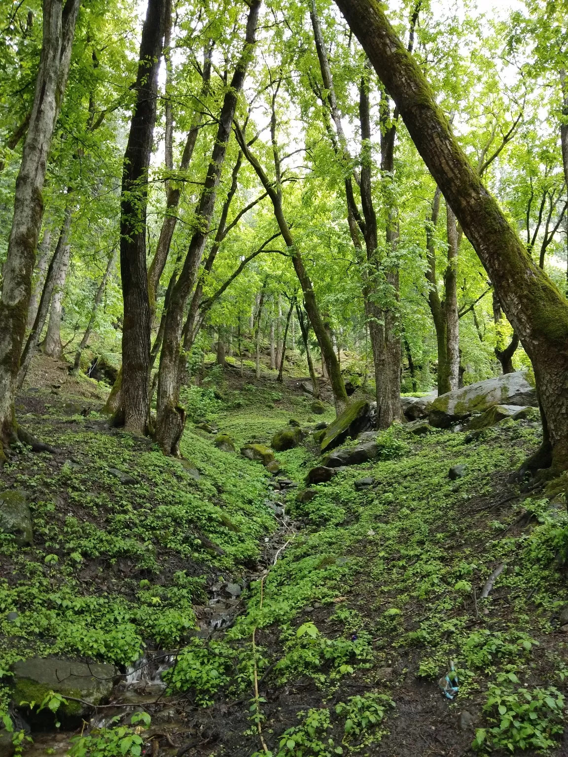 Photo of Kheerganga Trek By Abhishek Thakur