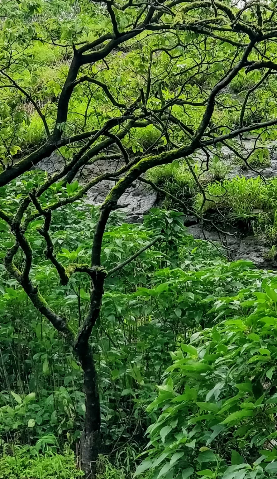 Photo of Pune By Ravi Shankar