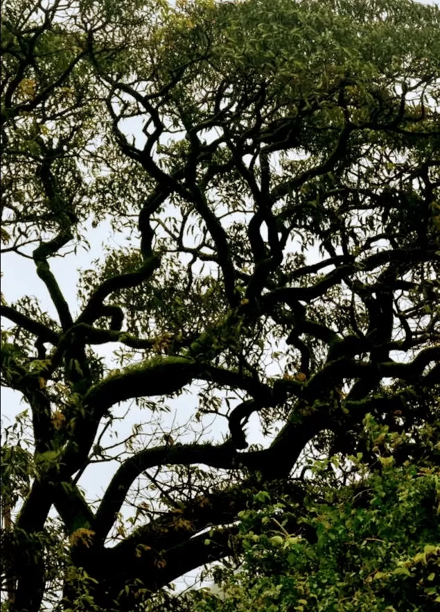 Photo of Pune By Ravi Shankar