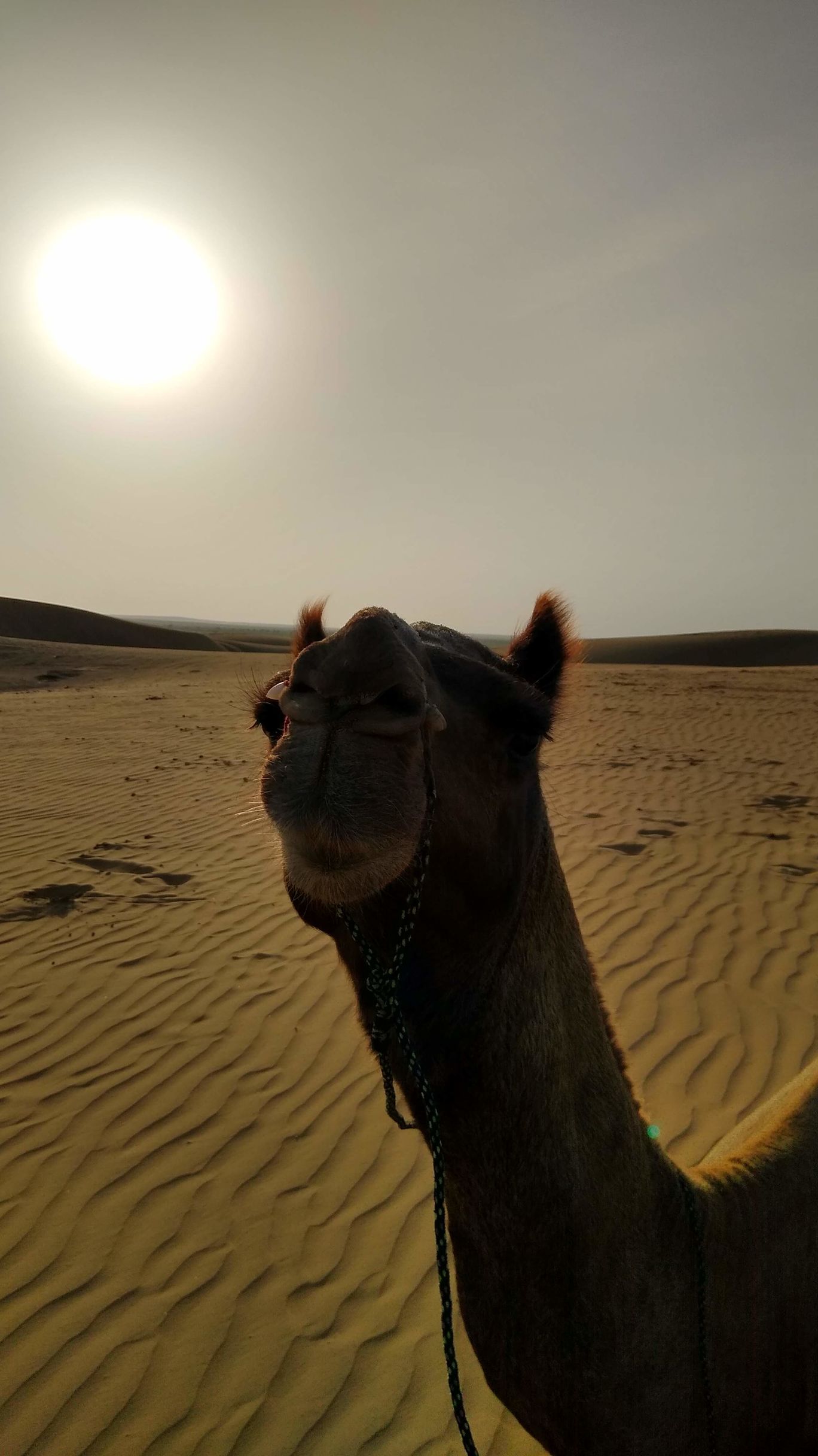 Photo of Jaisalmer Tanot Longewala Thar By Bhavya Shah