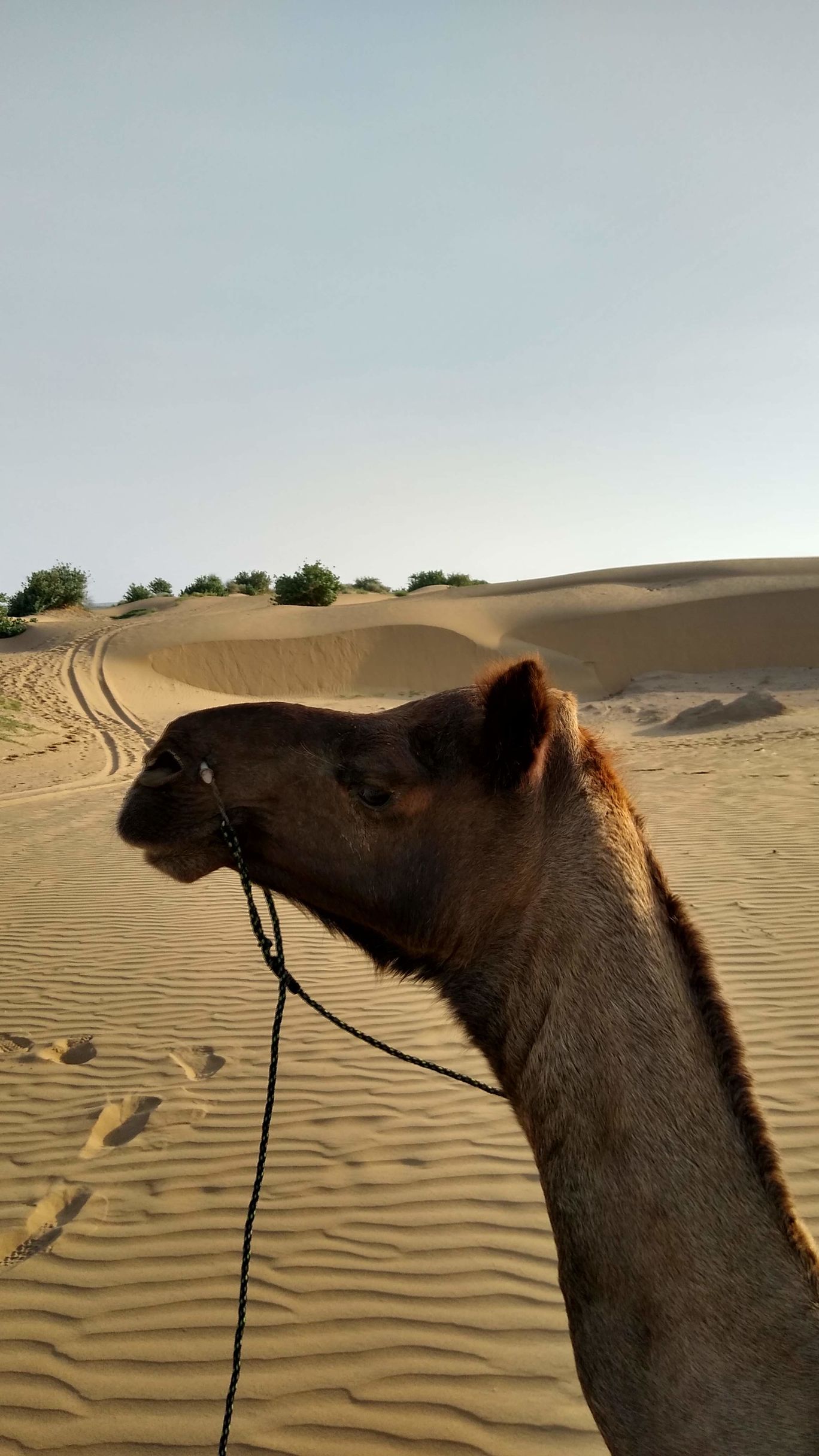 Photo of Jaisalmer Tanot Longewala Thar By Bhavya Shah