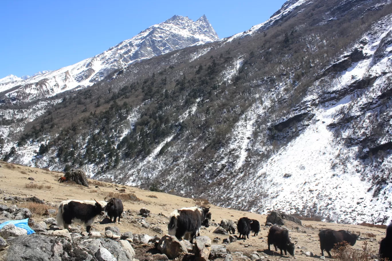 Photo of Langtang By Pratiyush Sah