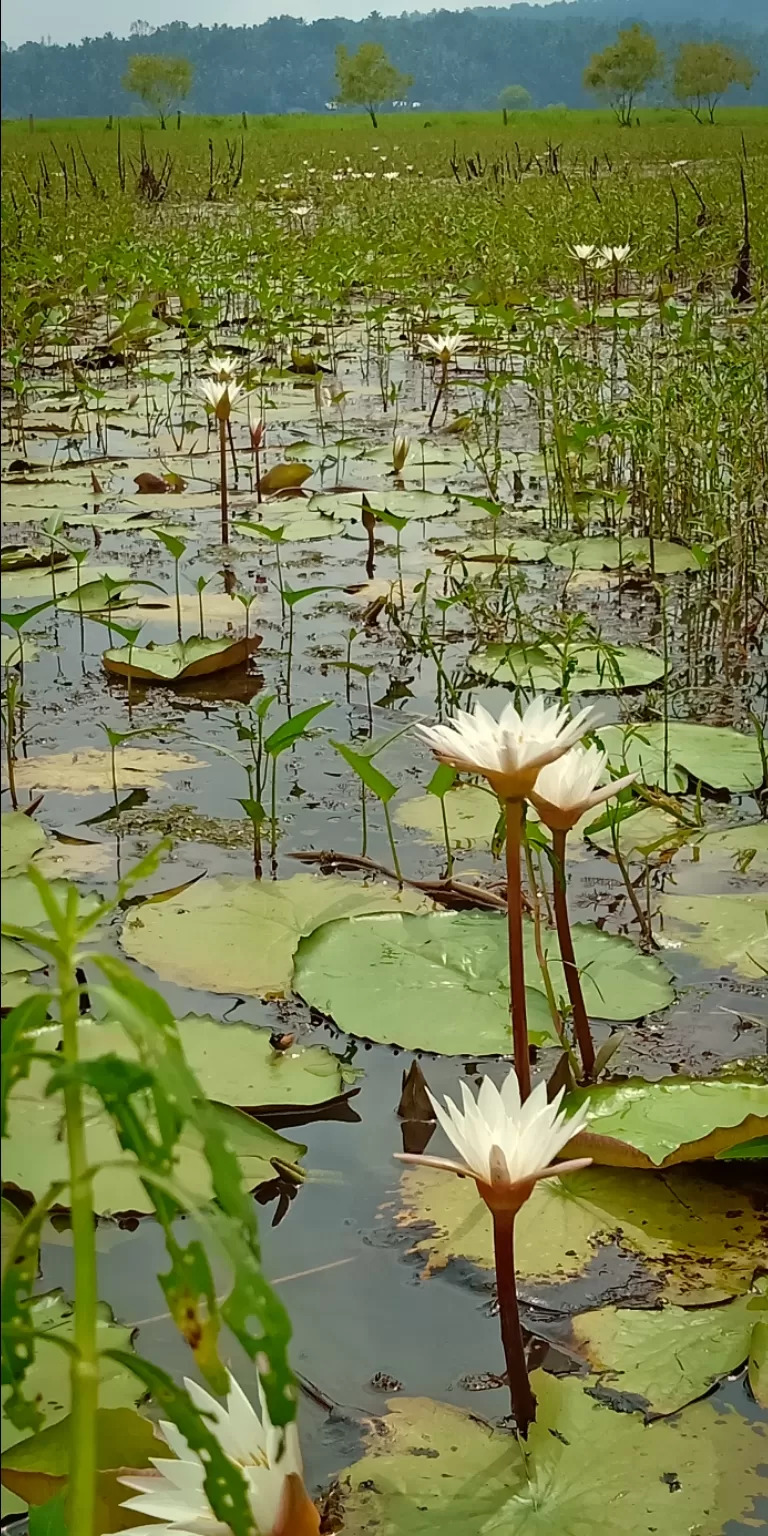 Photo of Vellayani Lake By Balendu S Kumar