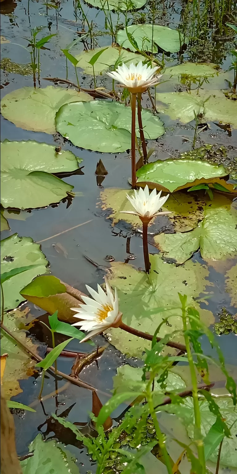 Photo of Vellayani Lake By Balendu S Kumar