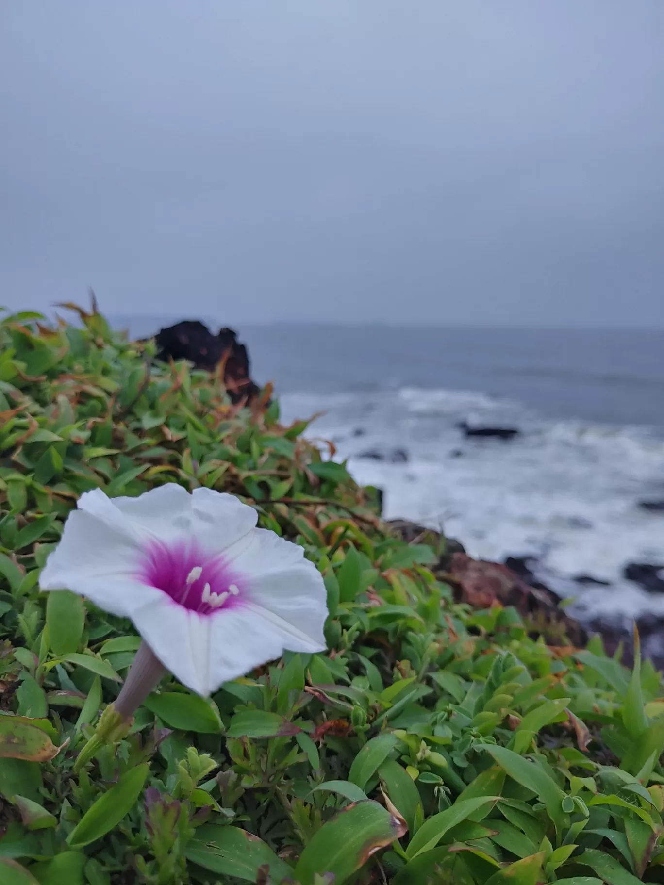 Photo of North Goa By Vicky Wonderer