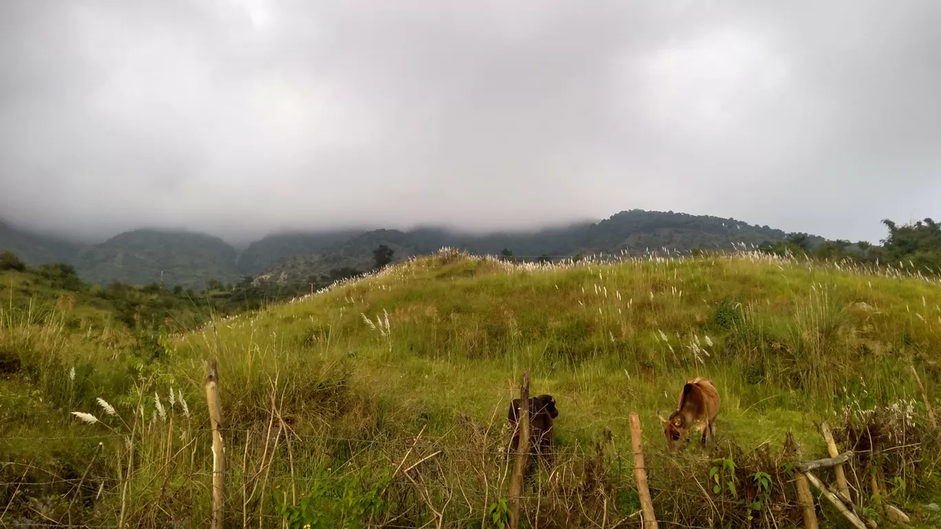 Photo of Monsoon Magic -Dharamshala Diaries By Sachin Dhiman