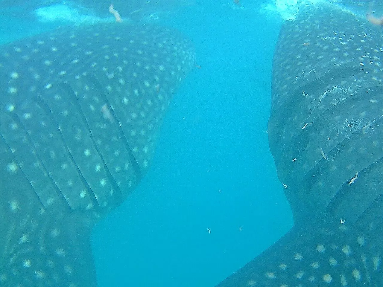 Photo of Oslob By Malika Bhavnani