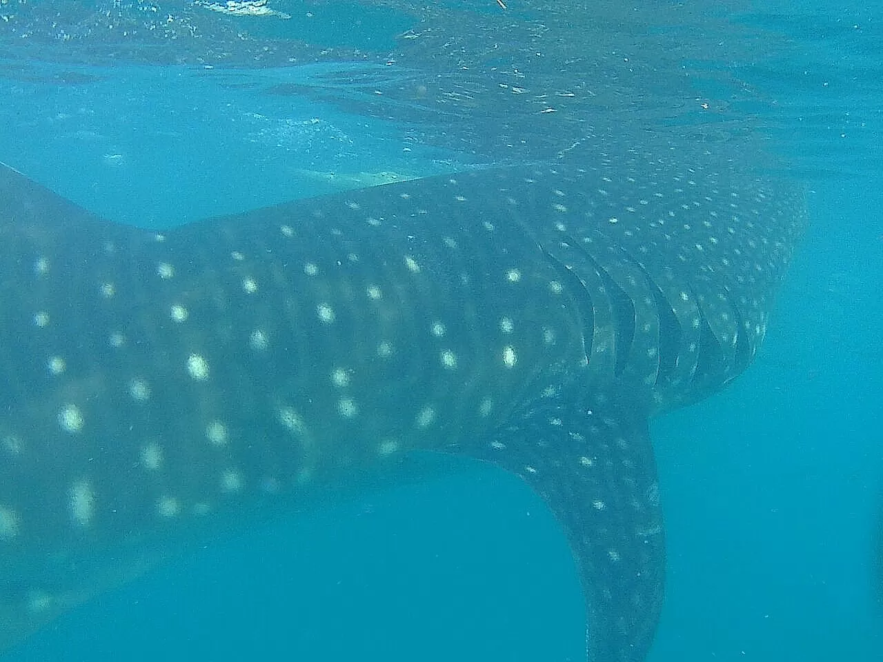 Photo of Oslob By Malika Bhavnani