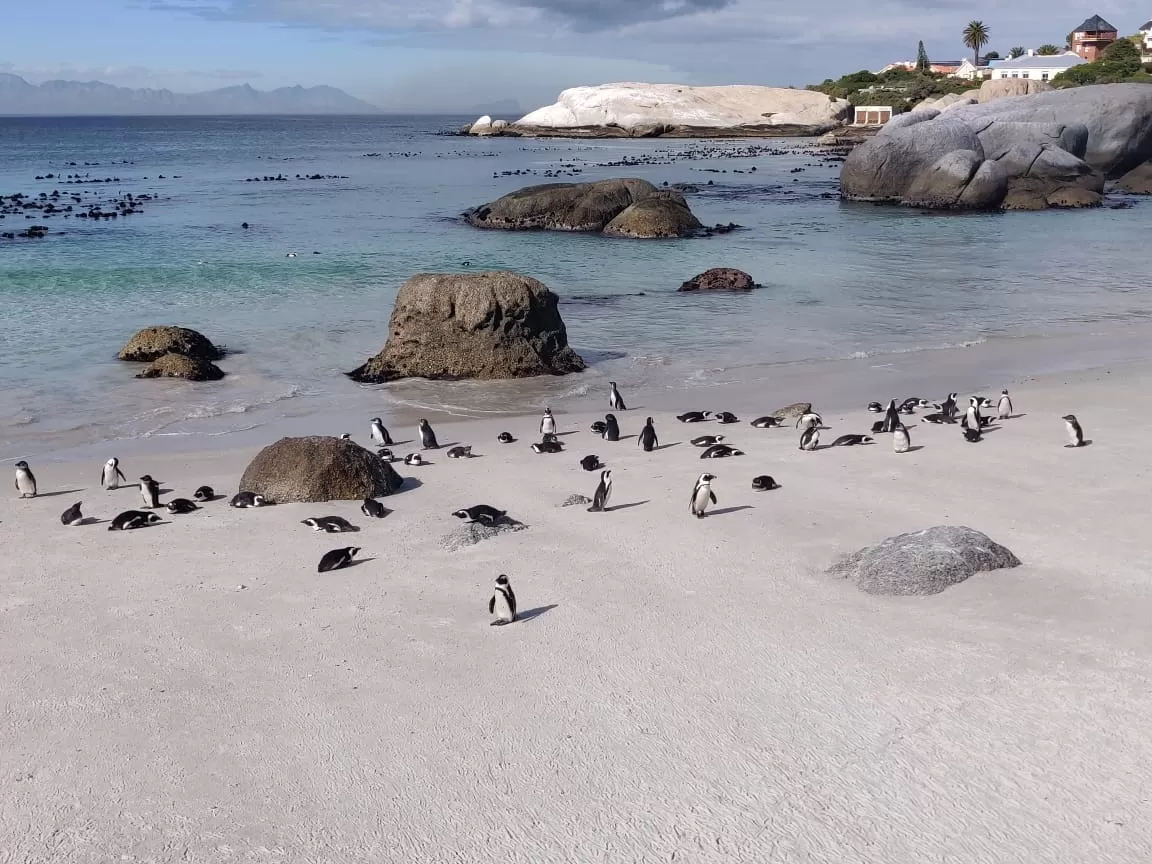 Photo of Boulders Penguin Colony By Malika Bhavnani