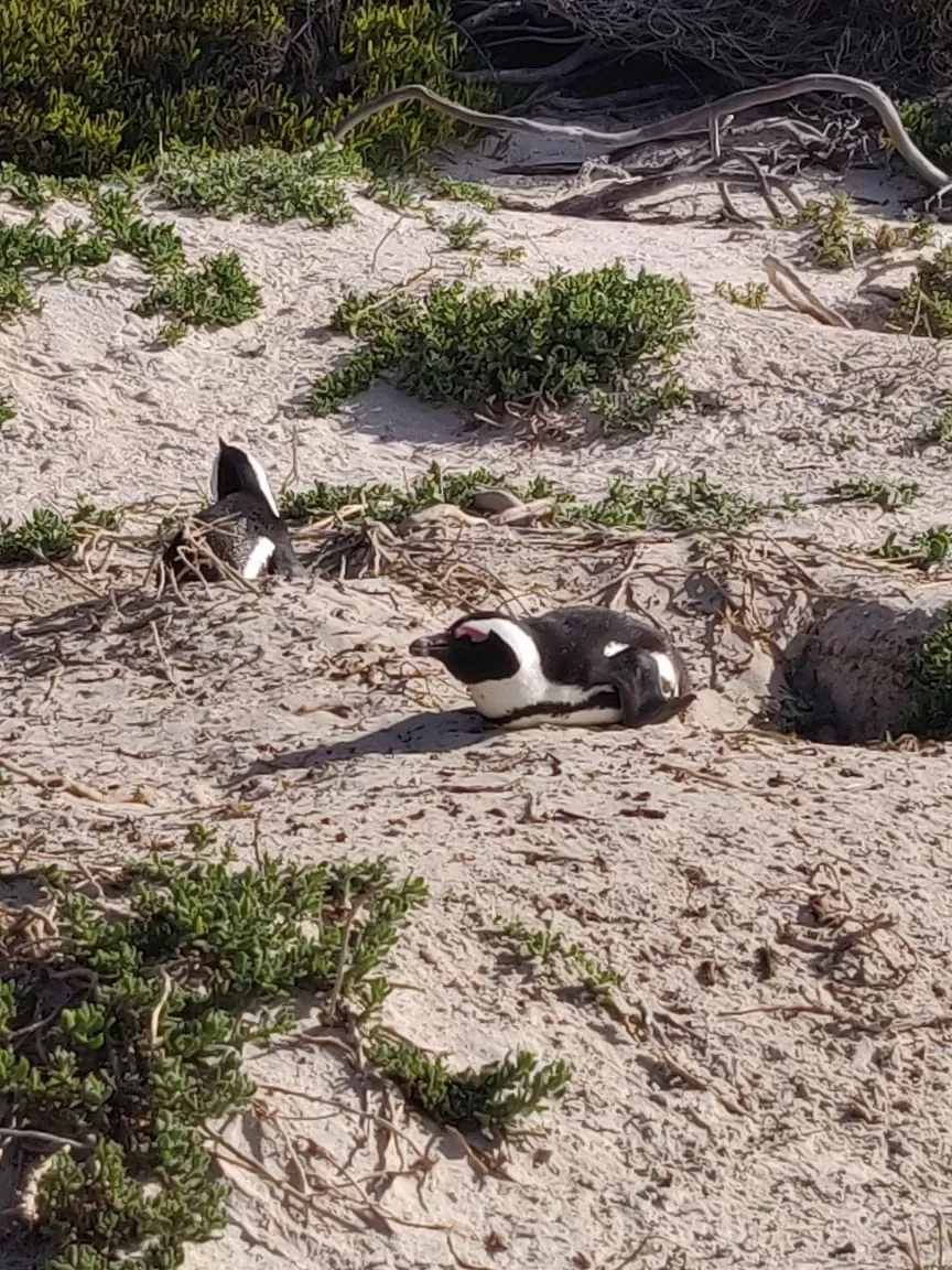Photo of Boulders Penguin Colony By Malika Bhavnani