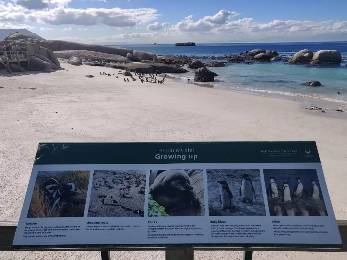 Photo of Boulders Penguin Colony By Malika Bhavnani