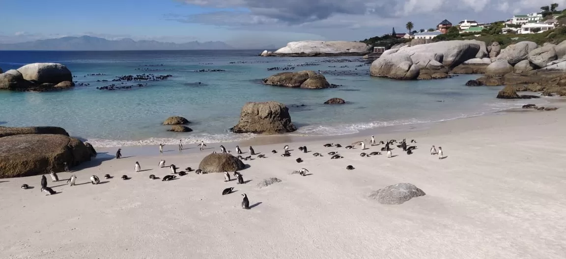 Photo of Boulders Penguin Colony By Malika Bhavnani