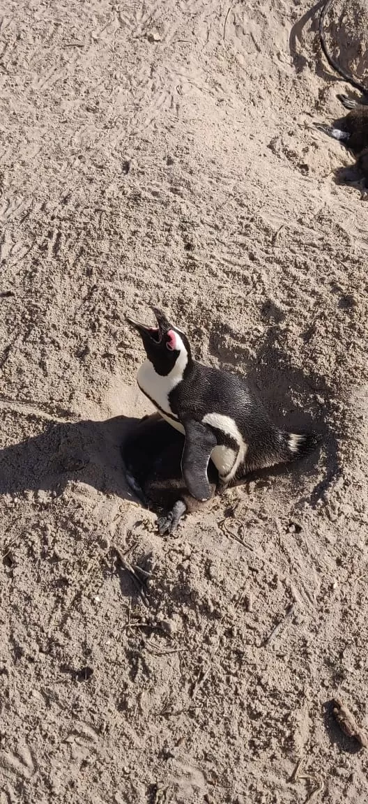 Photo of Boulders Penguin Colony By Malika Bhavnani