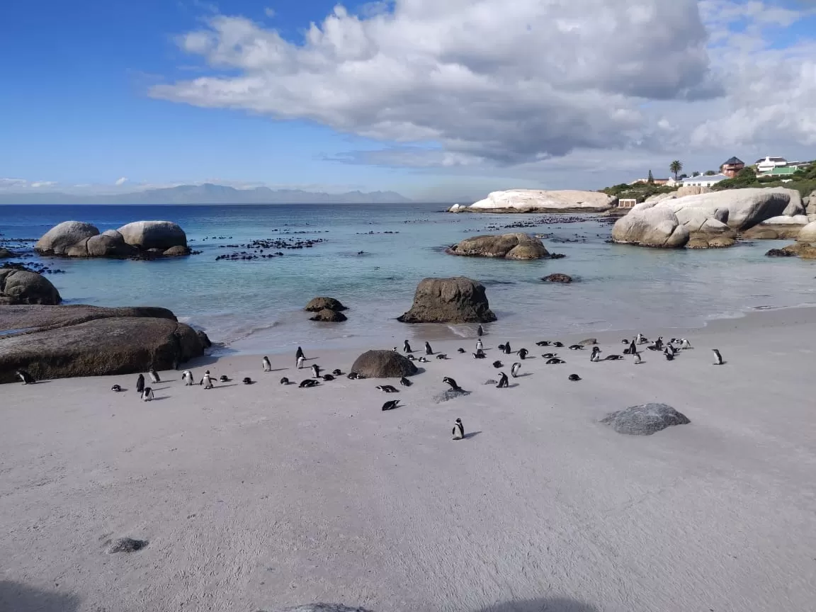 Photo of Boulders Penguin Colony By Malika Bhavnani