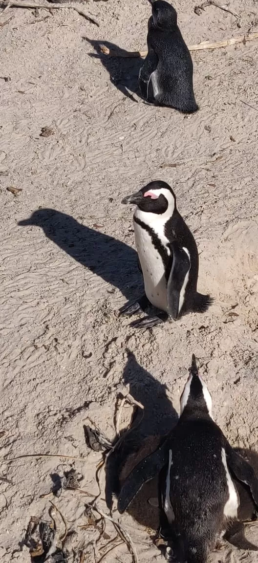 Photo of Boulders Penguin Colony By Malika Bhavnani