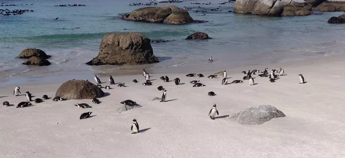 Photo of Boulders Penguin Colony By Malika Bhavnani