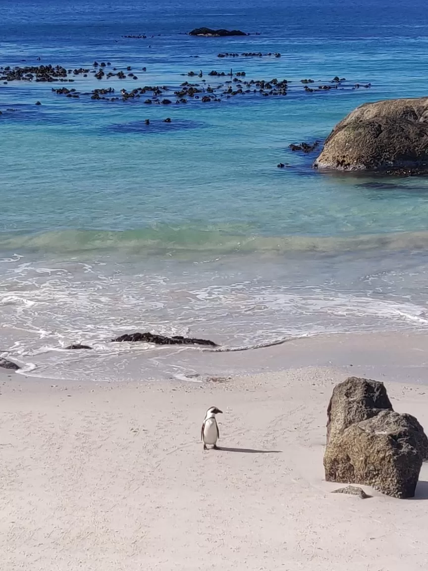 Photo of Boulders Penguin Colony By Malika Bhavnani