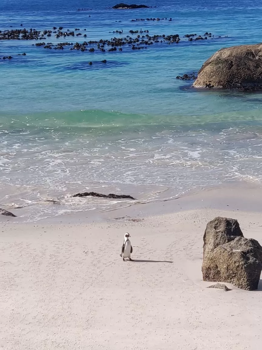 Photo of Boulders Penguin Colony By Malika Bhavnani