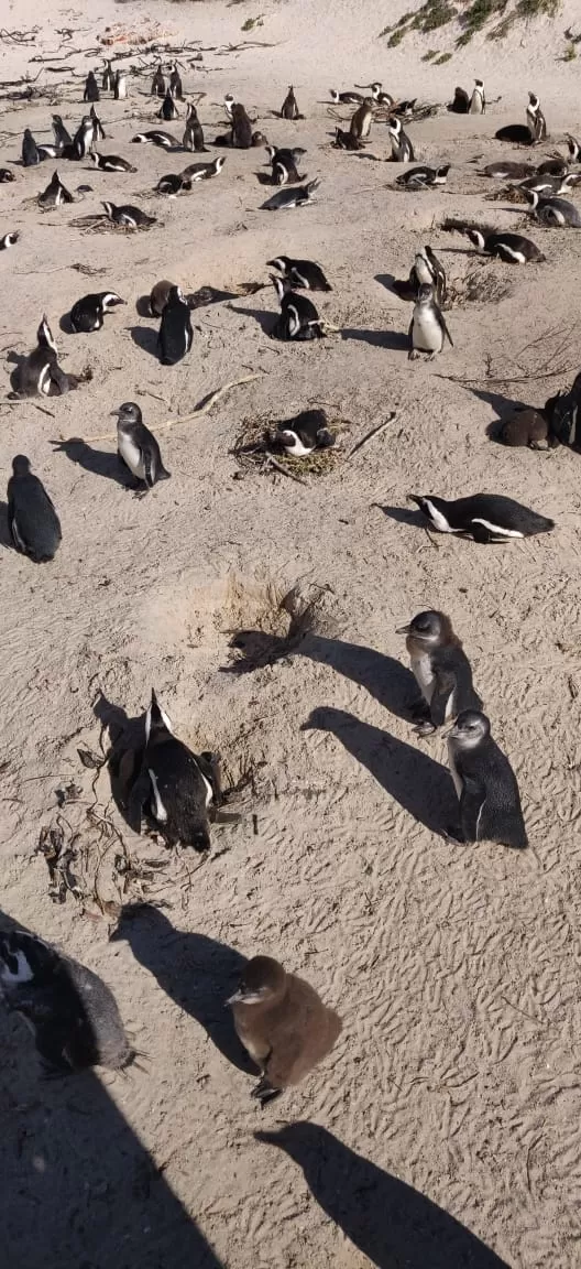 Photo of Boulders Penguin Colony By Malika Bhavnani